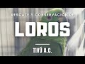 Ellos rescatan LOROS y los liberan!!! | TIVÚ A.C.