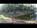 Surprise! Cute Koala Climbs Over our Trial Camera! (Also some Deer with fawn!)