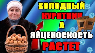 Почему в холодном курятнике мои куры несут яйца. Как я смогла увеличить яйценоскость  кур зимой.