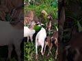 বাচ্চার স্কিন চক চক করে কেনো 💯💯💯🐐🐐🐐🐐#bakripalankaisekre #beautifullgoats #goat knowledge #shorts##