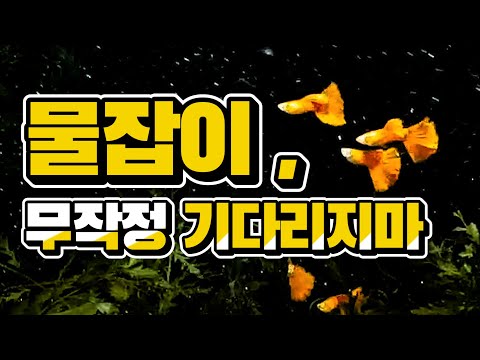 [물잡이 핵심정리] 더이상 물잡이 어렵게 하지 마세요!｜물잡이 기간｜잡힌 물 확인법