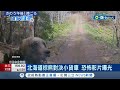 北海道採野菜遇棕熊猛撲撞擊 驚悚畫面曝 美國大山貓闖入後院 吃掉倉庫火雞飽食 記者 姚懷真 國際局勢 20240430 三立iNEWS 北海道採野菜遇棕熊猛撲撞擊 驚悚畫面曝 美國大山貓闖入後院 吃掉倉庫火雞飽食 記者 姚懷真 國際局勢 20240430 三立iNEWS