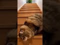 ノルウェージャン・フォレスト・キャットが階段を転がってきた・・ # #funnycat #面白猫 #fyp