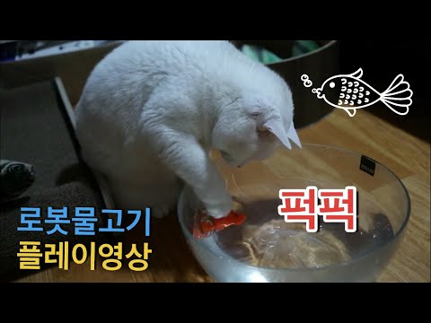 로봇물고기 고양이 장난감 플레이영상 (ver.박하양)