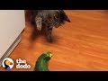 Cats Are The Weirdest  | The Dodo