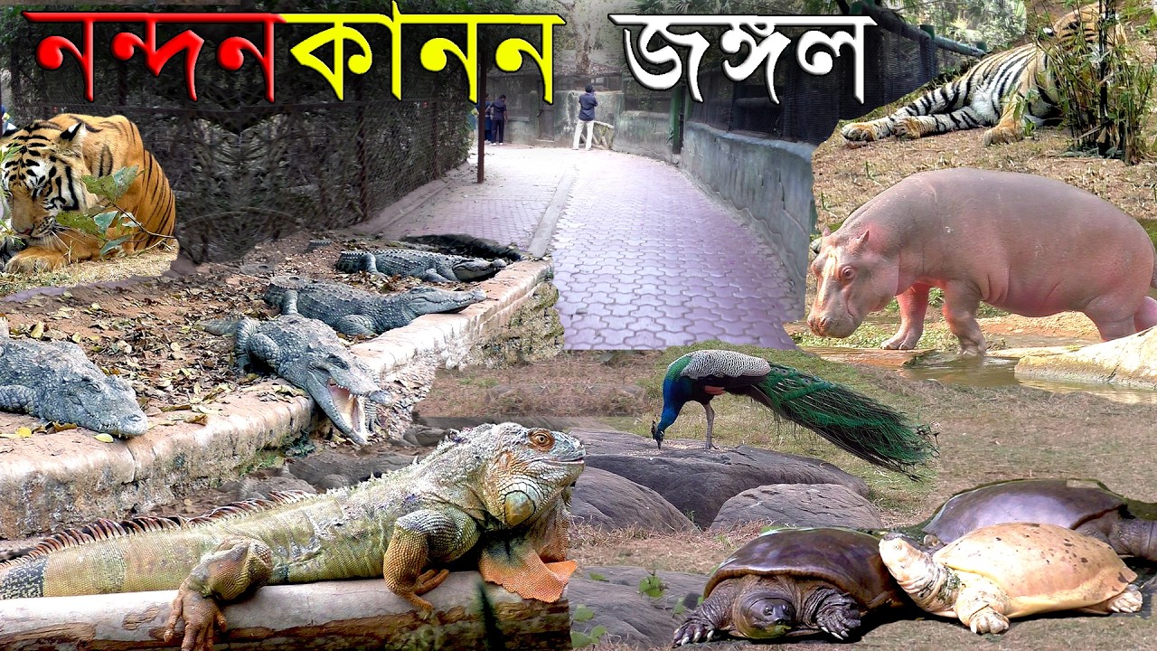 Nandankanan Zoological Park | এত বিশাল এলাকায় বন্যপ্রাণী সংরক্ষিত রয়েছে এই ঐতিহ্যবাহী চিড়িয়াখানায়