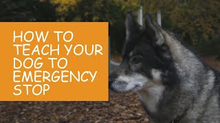 How to Teach Your Dog an Emergency Stop