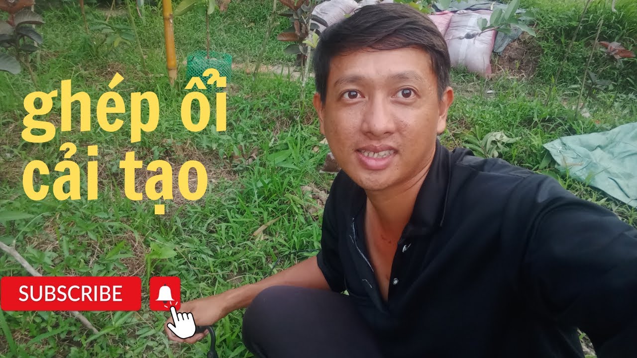 chia sẻ kĩ thuật ghép ổi cải tạo