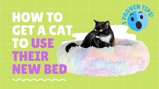 How to Get a Cat To Use Their New Bed by amazinglycat 63 views 2 years ago 3 minutes
