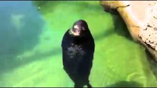 Silly, spinning Hawaiian Monk Seal