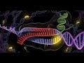 شرح RNA الجزء الأول (mRNA) أ/ محمد العدلي أحياء ثانوية عامة
