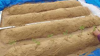 Plantation work on iavs bed