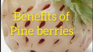 7 Health Benefits of pine berries||what kind of pine berries? Are Pineberries Healthy