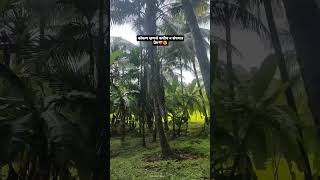 स्वर्गkonkan konkanimanus naturelovers sadhibholi swarg konkanlife