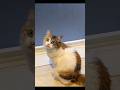 ちょっと変わった趣味を持つ猫 #Shorts #猫 #猫動画