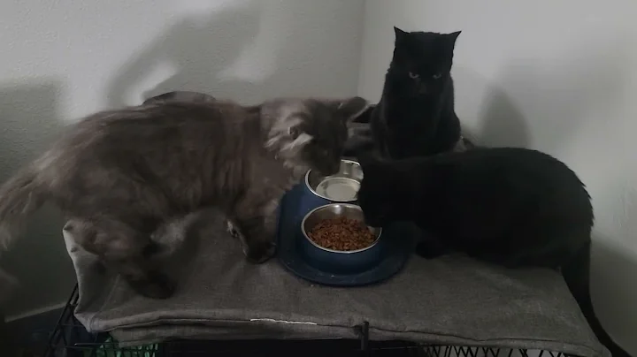 Watch the video about Maine coon kitten wanting to eat with other cats.