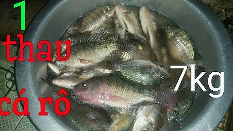 #hoànghàtv mồi câu cá rô phi cực nhạy ll và cái kết bội thu