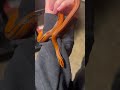 Pumpkin Snake #snakes #reptiles #ratsnake #cool #orange #trending #shorts