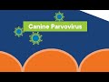 Current State of Canine Parvovirus