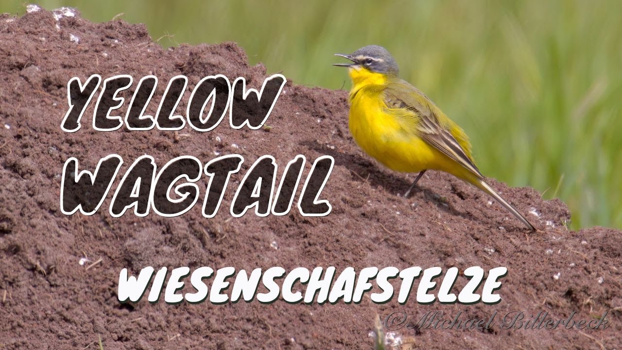 Western Yellow Wagtail (Motacilla flava) / Schafstelze bzw. Wiesenschafstelze [06]