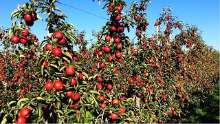 Apple Harvest and How to make Apple Juice in Factory, Apple juice production line