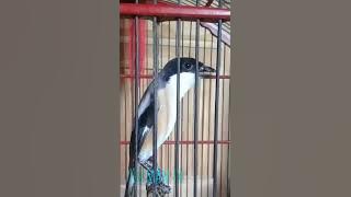 masteran cendet tembakan mematikan