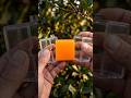 The SECRET to Square Oranges: Full Lifecycle revealed! 🍊🟩