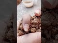 gritty red dirt #satisfying #crunchycrumbles #asmr #oddlysatisfying