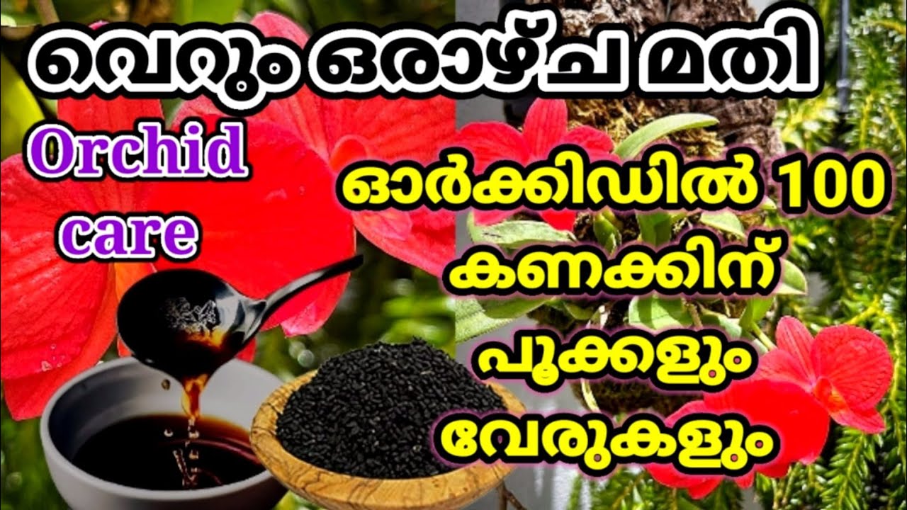 ഓർക്കിഡിൽ വേരുകളും പൂക്കളും തഴച്ചു വളരാൻ/How to Promote Orchids plants/Fertilizer to get more Blooms