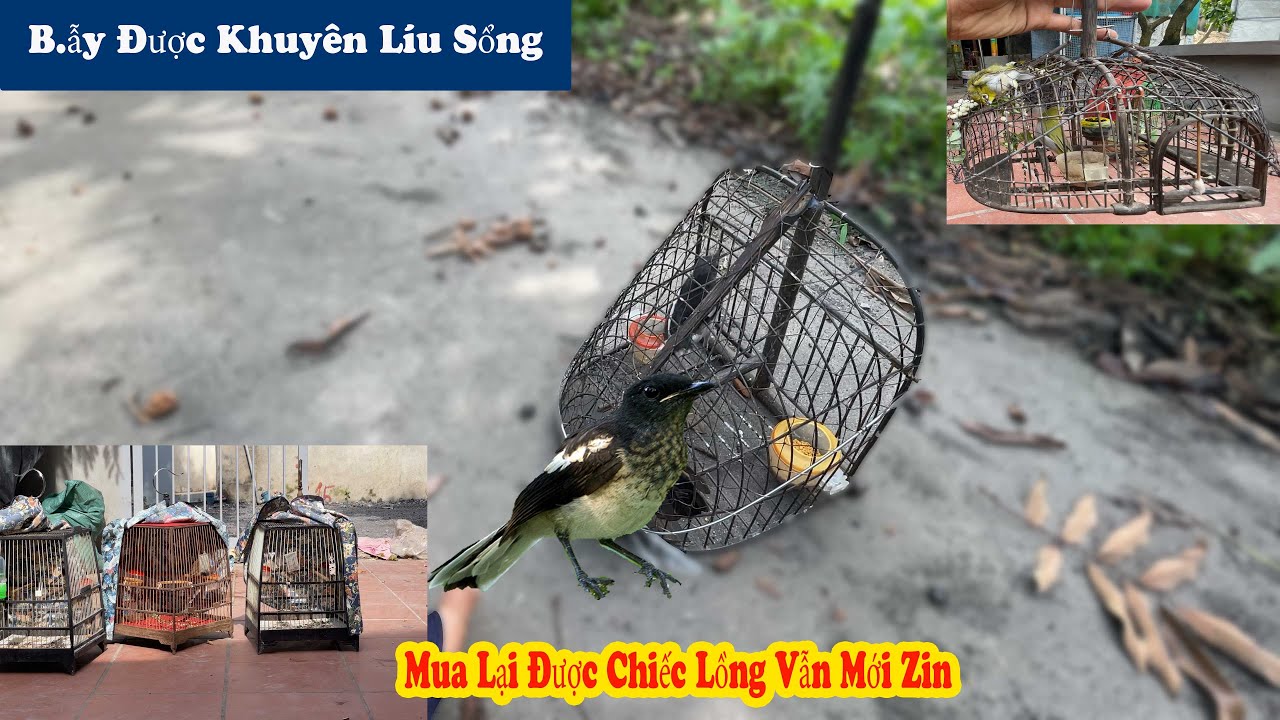 B.ẫy Khuyên Líu Sổng Của Ai Về Tận Nhà Và Đi B.ẫy Chim Chòe Than // Chiến Ơi