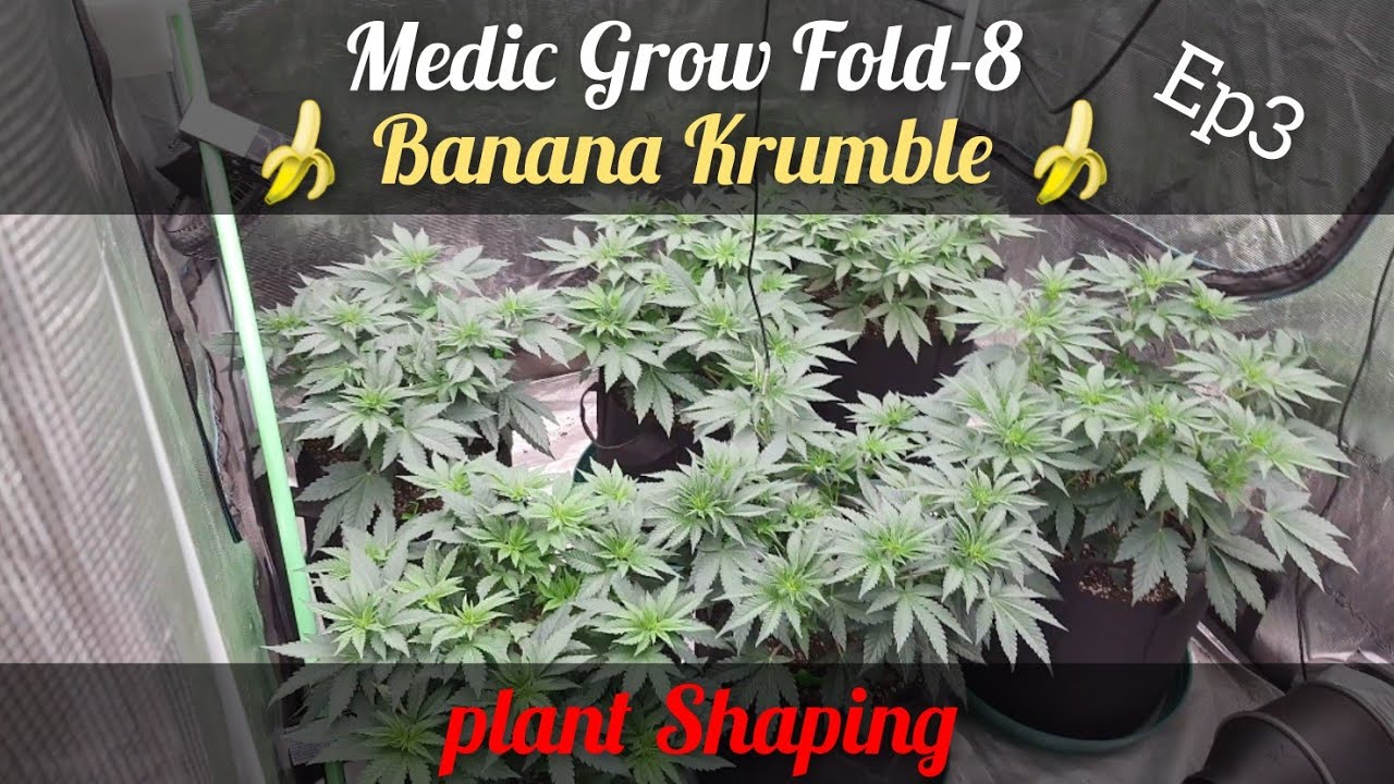 🍌Banana Krumble LST / Plant Shaping 🍌 Medic Grow fold 8 Day 35 veg