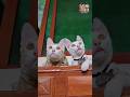 The Sibling from different parts | Cat Siblings not by birth💫🐈 #funnycats #cats #catshorts #shorts