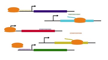 The role of non coding RNAs in Alzheimer