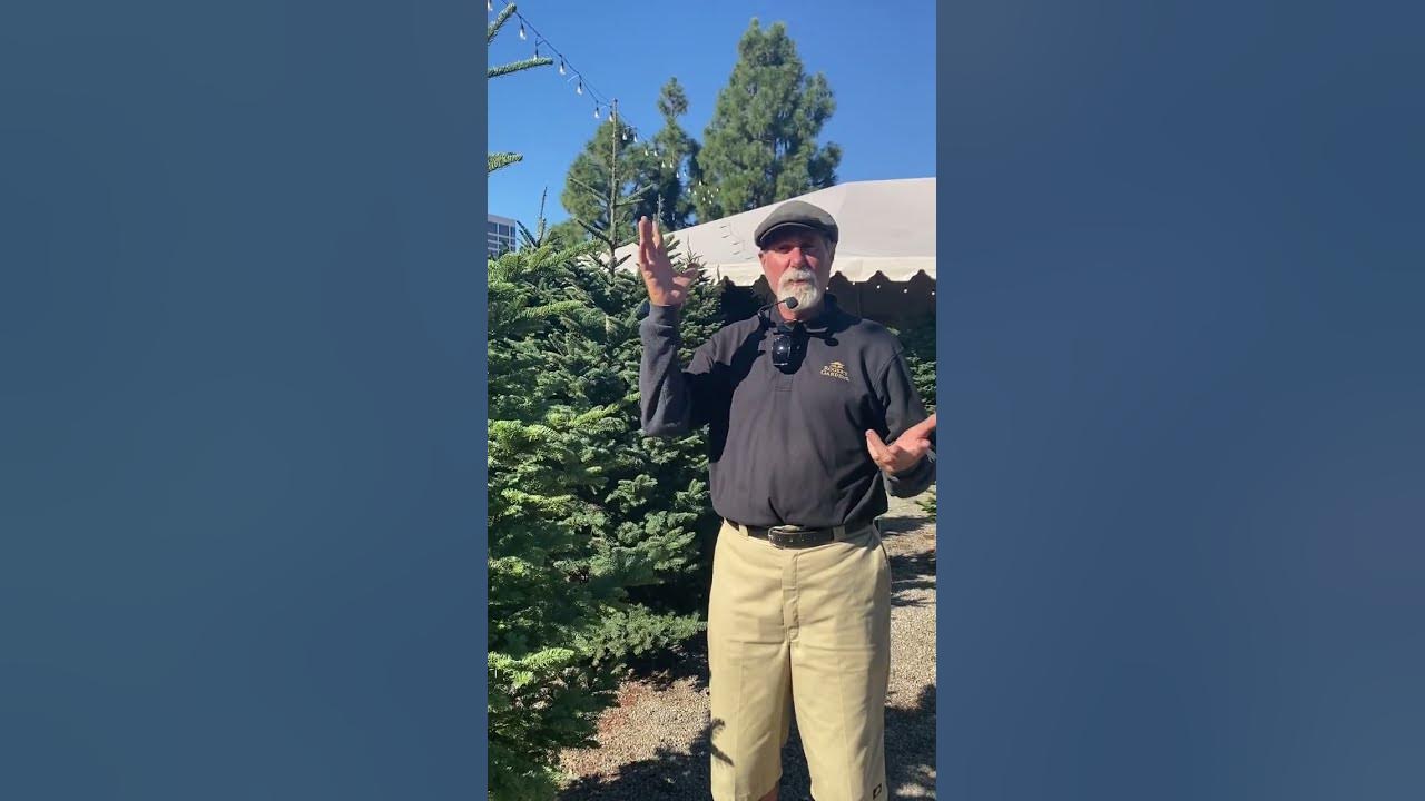 How to Straighten Your Christmas Tree YouTube