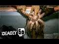 Can Steve Find The Rare Humboldt Squid? | Deadly 60 | BBC Earth Kids