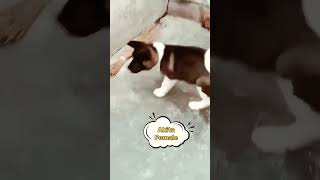 Akita Dog Female  #pitbull #dog #doglover #petlover #dogbreeds