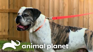 A Potential New Forever Home for Cheech | Pit Bulls & Parolees | Animal Planet