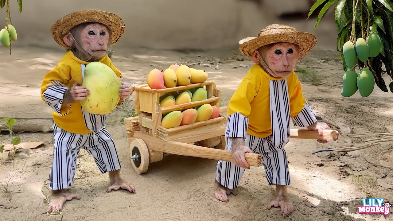 So sweet! Lily picks mangoes to earn money to support her dad | Lily's story