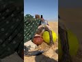 معالجة انتفاخ الجمل بسبب الغازات 