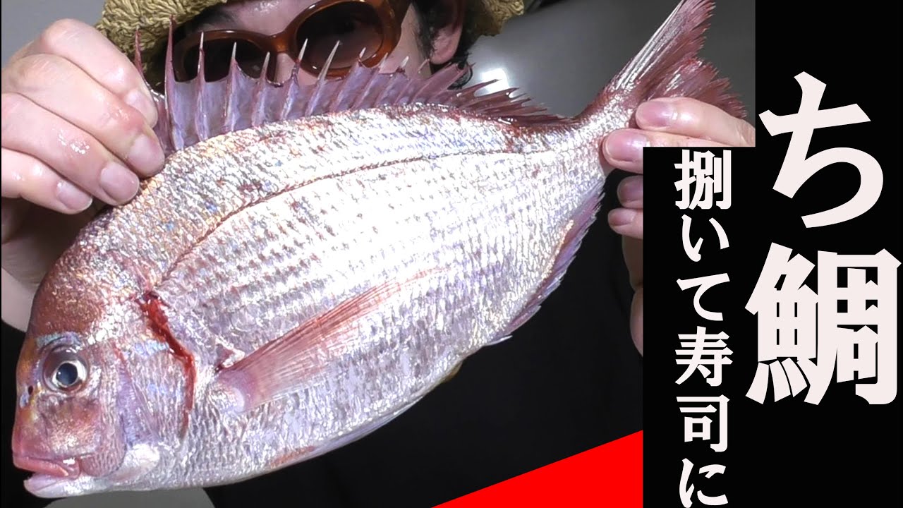 自宅で握る ち鯛 ちこ鯛 を捌いて お寿司にする 買う さばく 湯引く 昆布締め 握る 食べる How To Make Sushi Crimson Sea Bream 創作寿司 八海山と共に Youtube