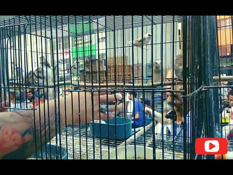 Emprit Jepang dijual di pasar burung kebayoran lama 