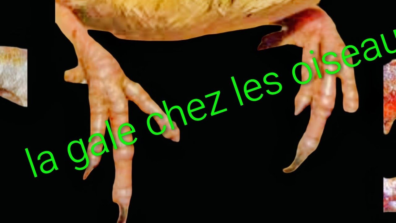 Prise en charge pratique de la gale chez les oiseaux/Dr Reda Numedia