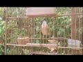 Suara Burung Cendet Gacor Masteran Durasi Panjang Full Isian Mp3 - Mp4 Download