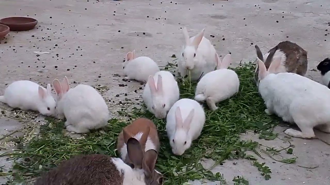 Rabbit farming, Daily farming vlog 