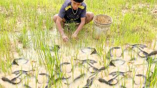 Rainy Day Rice Paddy Fishing – Watch How They Catch Fish by Hand