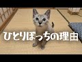 拒絶、威嚇、子猫が直面した厳しい現実
