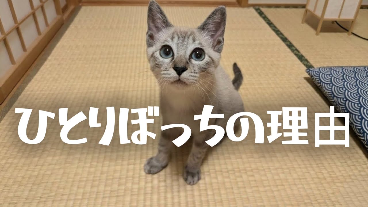 拒絶、威嚇、子猫が直面した厳しい現実