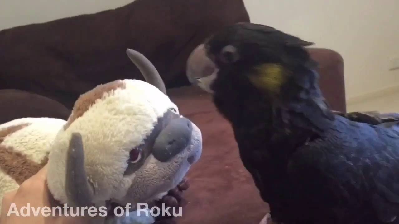 Yellow Tailed Black Cockatoo Baby Youtube