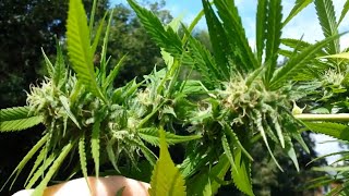2019 outdoor Cannabis grow update #9 Sept 2, 2019 Canadian Girl Grower Gingasnapz #420 #IRL 😊 😊