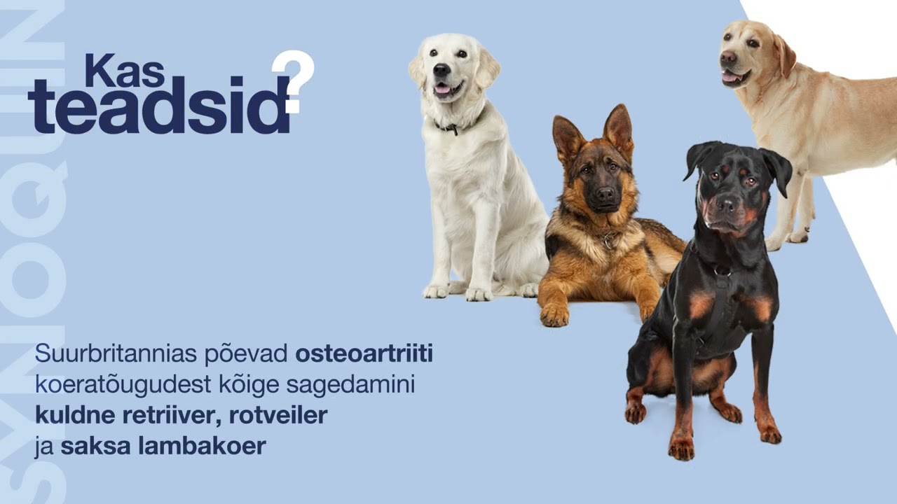 VetPlus Synoquin - kas teadsid?